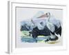 Close-Up of Two Brown Pelicans with their Wings Spread (Pelecanus Occidentalis)-null-Framed Giclee Print