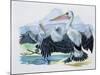 Close-Up of Two Brown Pelicans with their Wings Spread (Pelecanus Occidentalis)-null-Mounted Giclee Print