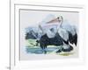 Close-Up of Two Brown Pelicans with their Wings Spread (Pelecanus Occidentalis)-null-Framed Giclee Print