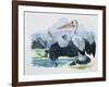 Close-Up of Two Brown Pelicans with their Wings Spread (Pelecanus Occidentalis)-null-Framed Giclee Print