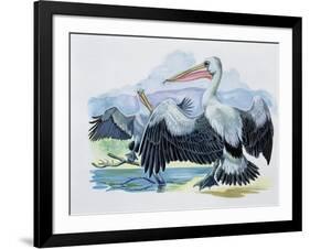 Close-Up of Two Brown Pelicans with their Wings Spread (Pelecanus Occidentalis)-null-Framed Giclee Print