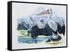 Close-Up of Two Brown Pelicans with their Wings Spread (Pelecanus Occidentalis)-null-Framed Stretched Canvas