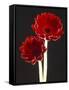 Close-up of Two Deep Red Flowers with White Stems on Black Background-null-Framed Stretched Canvas