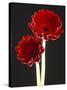 Close-up of Two Deep Red Flowers with White Stems on Black Background-null-Stretched Canvas