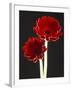 Close-up of Two Deep Red Flowers with White Stems on Black Background-null-Framed Photographic Print