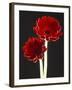 Close-up of Two Deep Red Flowers with White Stems on Black Background-null-Framed Photographic Print