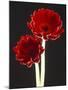 Close-up of Two Deep Red Flowers with White Stems on Black Background-null-Mounted Photographic Print