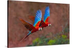 Close up of two flying red-and-green macaws, Porto Jofre , Mato Grosso, Cuiaba River, near the m...-Panoramic Images-Stretched Canvas