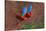 Close up of two flying red-and-green macaws, Porto Jofre , Mato Grosso, Cuiaba River, near the m...-Panoramic Images-Stretched Canvas