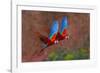 Close up of two flying red-and-green macaws, Porto Jofre , Mato Grosso, Cuiaba River, near the m...-Panoramic Images-Framed Photographic Print