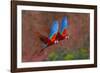 Close up of two flying red-and-green macaws, Porto Jofre , Mato Grosso, Cuiaba River, near the m...-Panoramic Images-Framed Photographic Print