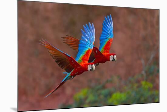 Close up of two flying red-and-green macaws, Porto Jofre , Mato Grosso, Cuiaba River, near the m...-Panoramic Images-Mounted Photographic Print