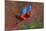 Close up of two flying red-and-green macaws, Porto Jofre , Mato Grosso, Cuiaba River, near the m...-Panoramic Images-Mounted Photographic Print