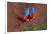 Close up of two flying red-and-green macaws, Porto Jofre , Mato Grosso, Cuiaba River, near the m...-Panoramic Images-Framed Photographic Print