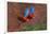 Close up of two flying red-and-green macaws, Porto Jofre , Mato Grosso, Cuiaba River, near the m...-Panoramic Images-Framed Photographic Print