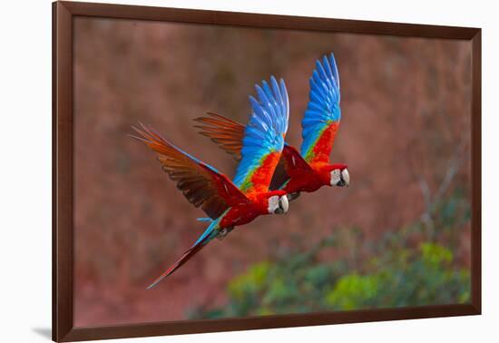 Close up of two flying red-and-green macaws, Porto Jofre , Mato Grosso, Cuiaba River, near the m...-Panoramic Images-Framed Photographic Print