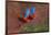 Close up of two flying red-and-green macaws, Porto Jofre , Mato Grosso, Cuiaba River, near the m...-Panoramic Images-Framed Photographic Print