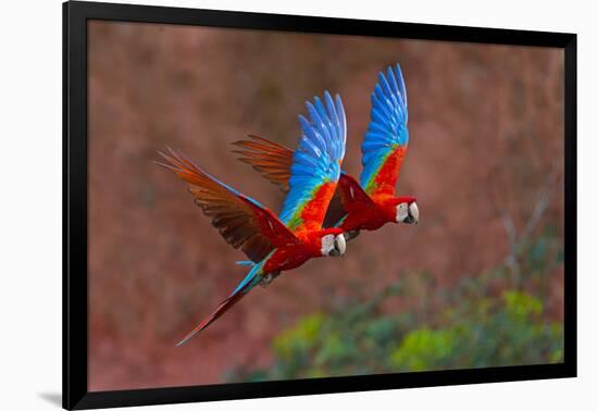 Close up of two flying red-and-green macaws, Porto Jofre , Mato Grosso, Cuiaba River, near the m...-Panoramic Images-Framed Photographic Print