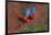 Close up of two flying red-and-green macaws, Porto Jofre , Mato Grosso, Cuiaba River, near the m...-Panoramic Images-Framed Photographic Print