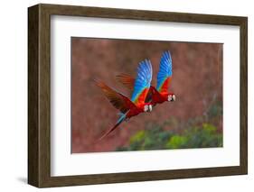 Close up of two flying red-and-green macaws, Porto Jofre , Mato Grosso, Cuiaba River, near the m...-Panoramic Images-Framed Photographic Print