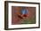 Close up of two flying red-and-green macaws, Porto Jofre , Mato Grosso, Cuiaba River, near the m...-Panoramic Images-Framed Photographic Print