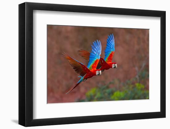Close up of two flying red-and-green macaws, Porto Jofre , Mato Grosso, Cuiaba River, near the m...-Panoramic Images-Framed Photographic Print