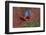 Close up of two flying red-and-green macaws, Porto Jofre , Mato Grosso, Cuiaba River, near the m...-Panoramic Images-Framed Photographic Print