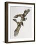 Close-Up of Two Golden Eagles Fighting (Aquila Chrysaetus)-null-Framed Giclee Print