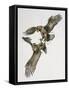 Close-Up of Two Golden Eagles Fighting (Aquila Chrysaetus)-null-Framed Stretched Canvas