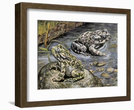 Close-Up of Two Green Toads (Bufo Viridis)-null-Framed Giclee Print