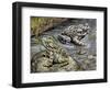 Close-Up of Two Green Toads (Bufo Viridis)-null-Framed Giclee Print