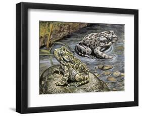 Close-Up of Two Green Toads (Bufo Viridis)-null-Framed Giclee Print