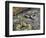 Close-Up of Two Green Toads (Bufo Viridis)-null-Framed Giclee Print