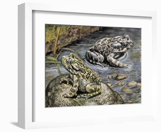 Close-Up of Two Green Toads (Bufo Viridis)-null-Framed Giclee Print