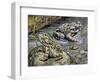 Close-Up of Two Green Toads (Bufo Viridis)-null-Framed Giclee Print