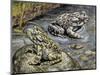 Close-Up of Two Green Toads (Bufo Viridis)-null-Mounted Giclee Print