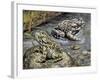 Close-Up of Two Green Toads (Bufo Viridis)-null-Framed Giclee Print