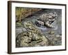 Close-Up of Two Green Toads (Bufo Viridis)-null-Framed Giclee Print