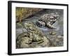 Close-Up of Two Green Toads (Bufo Viridis)-null-Framed Giclee Print