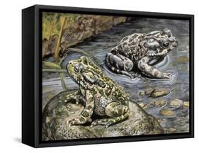 Close-Up of Two Green Toads (Bufo Viridis)-null-Framed Stretched Canvas