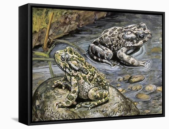 Close-Up of Two Green Toads (Bufo Viridis)-null-Framed Stretched Canvas