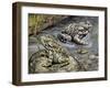 Close-Up of Two Green Toads (Bufo Viridis)-null-Framed Giclee Print