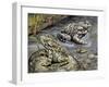 Close-Up of Two Green Toads (Bufo Viridis)-null-Framed Giclee Print