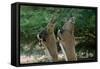 Close up of Two Ibexes Rearing during a Sparring Competition. HAI BAR BIBLICAL Wil..., 1980S (Photo-James L Stanfield-Framed Stretched Canvas