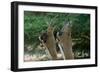 Close up of Two Ibexes Rearing during a Sparring Competition. HAI BAR BIBLICAL Wil..., 1980S (Photo-James L Stanfield-Framed Giclee Print