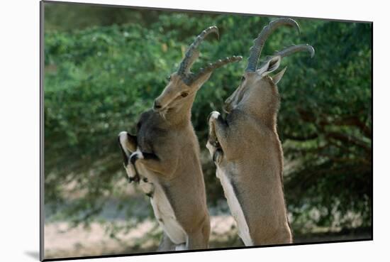 Close up of Two Ibexes Rearing during a Sparring Competition. HAI BAR BIBLICAL Wil..., 1980S (Photo-James L Stanfield-Mounted Giclee Print