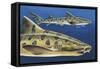 Close-Up of Two Leopard Sharks (Triakis Semifasciata)-null-Framed Stretched Canvas