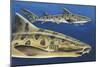 Close-Up of Two Leopard Sharks (Triakis Semifasciata)-null-Mounted Giclee Print