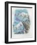 Close-Up of Two Mountain Goats (Oreamnos Americanus)-null-Framed Giclee Print