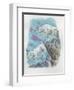 Close-Up of Two Mountain Goats (Oreamnos Americanus)-null-Framed Giclee Print